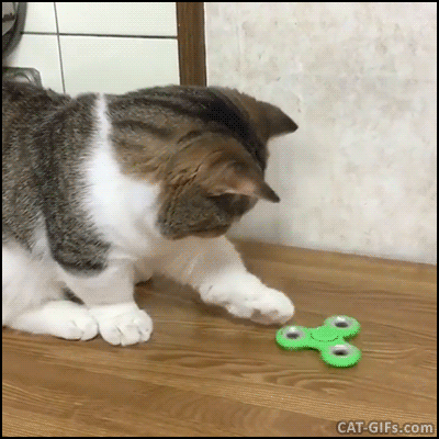 Funny-Cat-Gifs-for-Laugh-2.gif