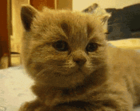 Sad Kitty on Touching Gif 1