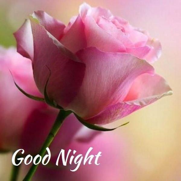 Useful Good Night Images with Nice Flowers 2