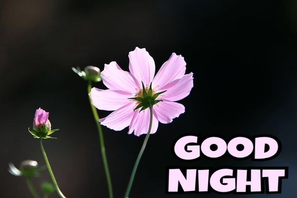 Useful Good Night Images with Nice Flowers 3