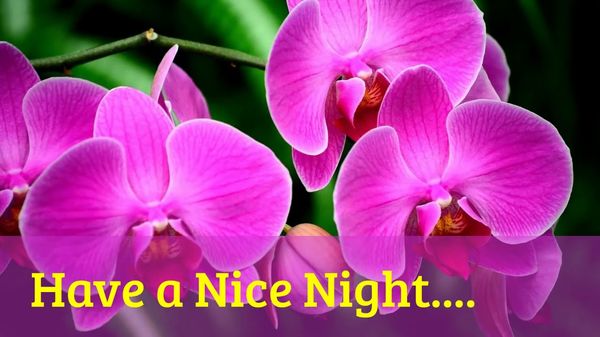 Useful Good Night Images with Nice Flowers 6
