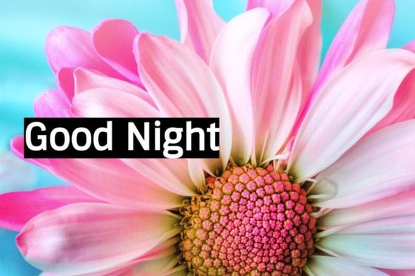 Useful Good Night Images with Nice Flowers 7