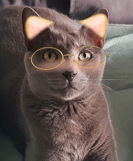 Do Snapchat Filters Work on Animals?