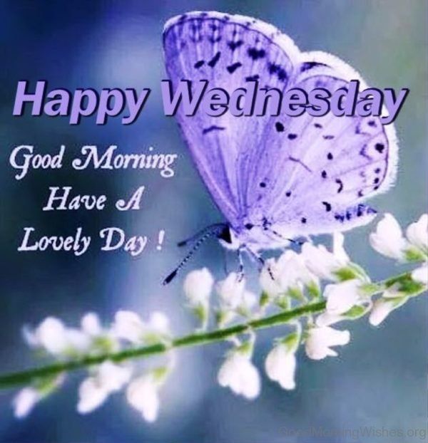 Happy Wednesday Quotes