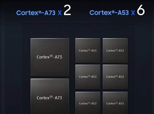 cortex