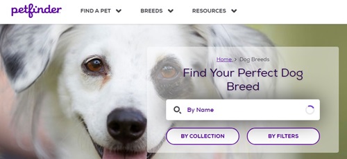 petfinder