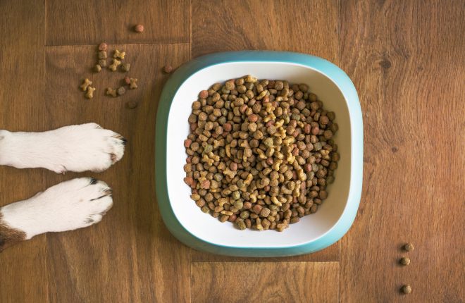 The Best Smart Feeder for Pets in 2023