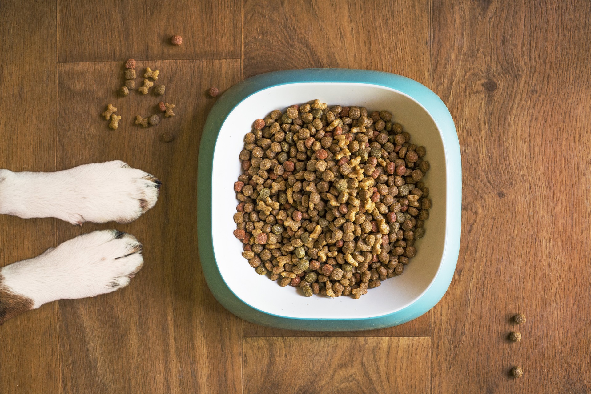 The Best Smart Feeder for Pets in 2023